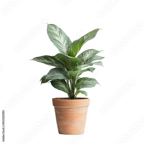 A minimal outdoor plant in a brown pot