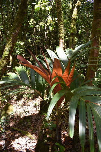 Wilde Betelpalme Areca Vestiaria auf Mahé, Seychellen photo