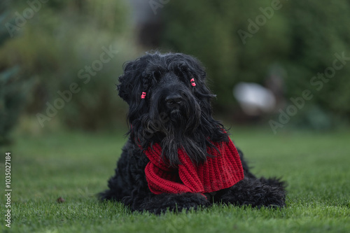 big black dog black russian terrier in red scarf on walk in park in autumn