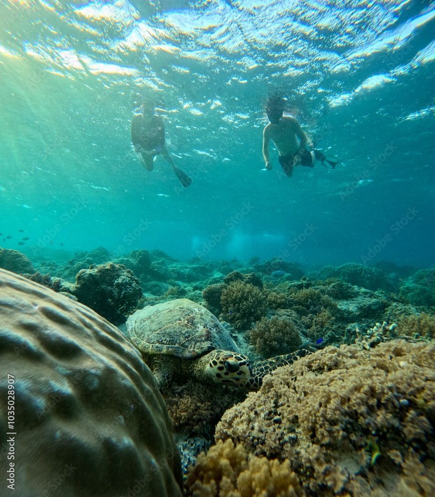 Naklejka premium Snorkeling with a turtle at Gili Meno, Indonesia
