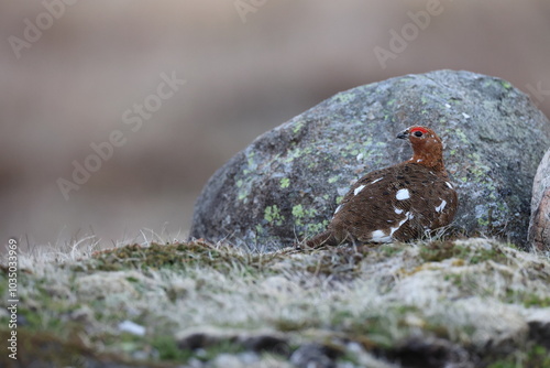 Willow Ptarmigan  Newfoundland and Labrador NL, Canada photo