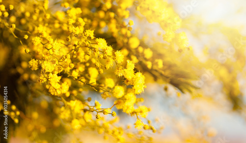 Fototapeta Naklejka Na Ścianę i Meble -  Bright yellow flower border on background with copy space.  Acacia dealbata wattle
