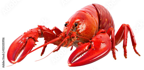 PNG Seafood lobster animal white background. photo