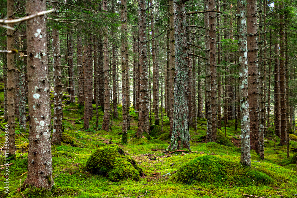 Fototapeta premium Scandinavian Pine Forest #2, Norway