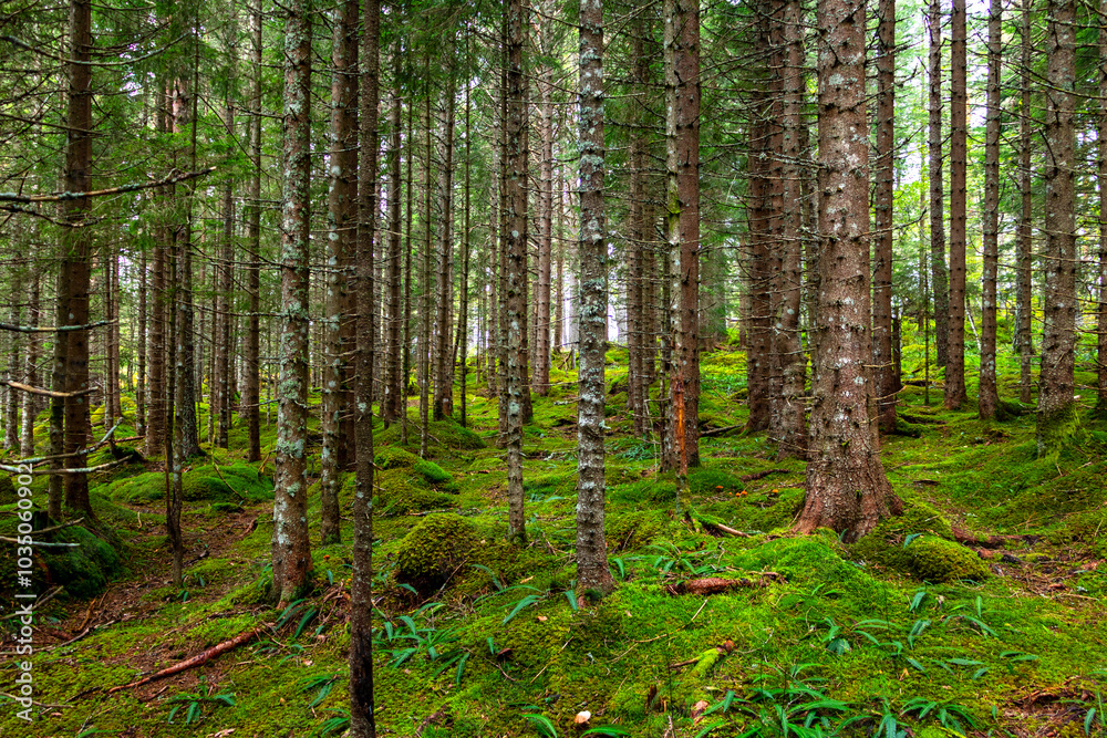 Obraz premium Scandinavian Pine Forest #1, Norway