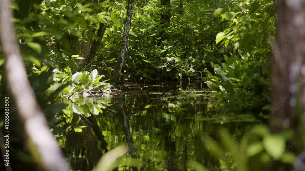 Creek water in the middle of thick amazone rain forest jungle Creek water in the middle of thick amazone rain forest jungle