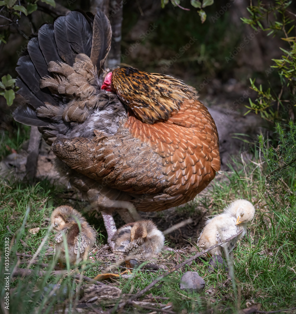 Fluffy chicks and mother hen preening under the trees. Haruru Falls area. Bay of Islands.
