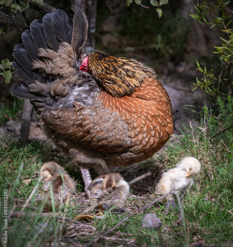 Obraz na płótnie Fluffy chicks and mother hen preening under the trees. Haruru Falls area. Bay of Islands. w salonie