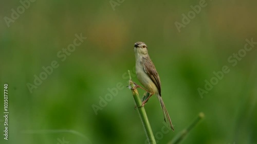 plain prinia ( Prinia inornata ), also known as the plain wren-warbler or white-browed wren-warbler, is a small cisticolid warble call in the wild  photo