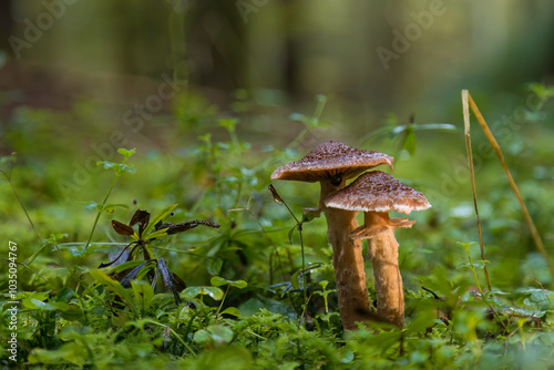 Aufnahme einer Gruppe von Pilzen im wald freigestellt, zur Herbstzeit.
 photo