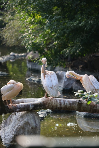 Valokuva Three pelicans are standing on a log in a pond