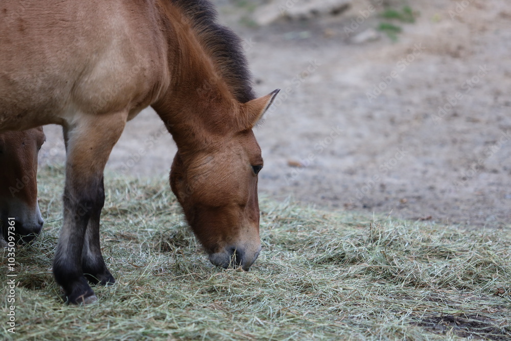 Fototapeta premium A small brown horse is grazing on some grass in a field. The scene is serene and tranquil, with the horse calmly eating its meal. The grass is lush and green