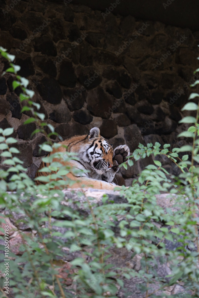 A tiger is laying on a rock in a zoo enclosure. The tiger is looking at the camera A tiger is laying on a rock in a zoo enclosure. The tiger is looking at the camera