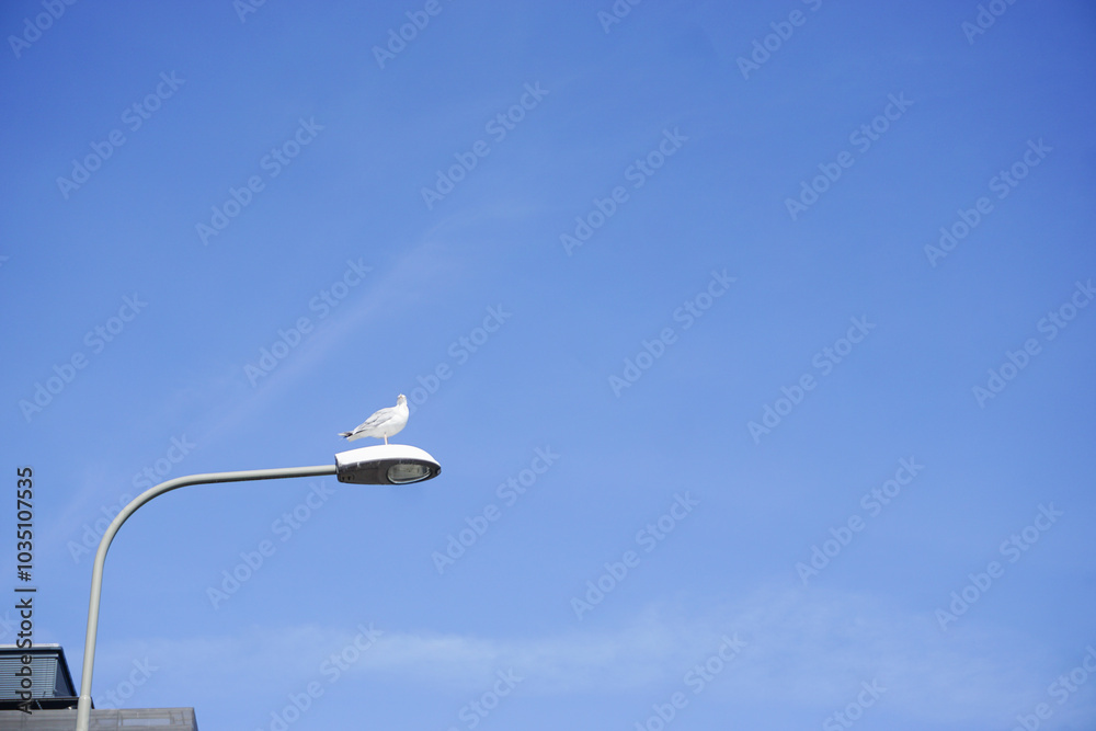 A bird resting on a street lamp A bird resting on a street lamp