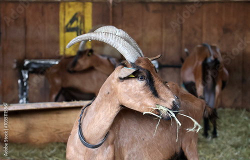 une chèvre en action de s'alimenter photo