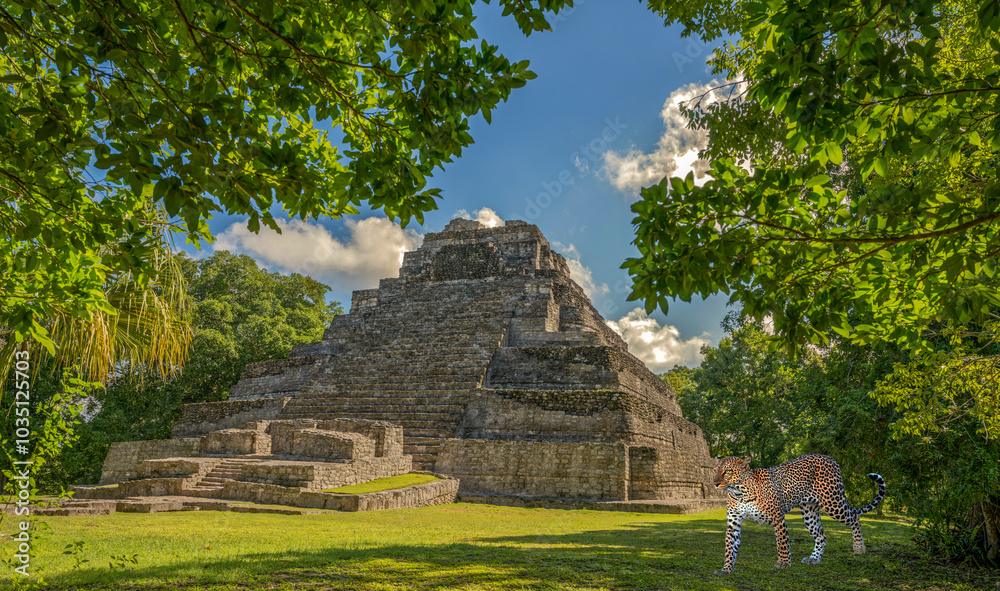 Maja Pyramide Leopard Mittelamerika Dschungel Maja Pyramide Leopard Mittelamerika Dschungel