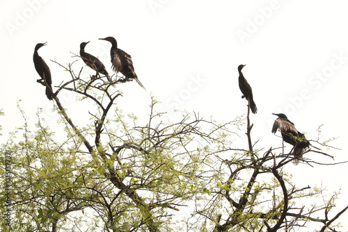black backed vulture