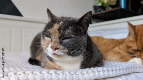 Animal behavior picture: Close up of Two moggy, indoor cats grooming themselves while laying on white bed linen. Nap and cleaning time for the home pets.