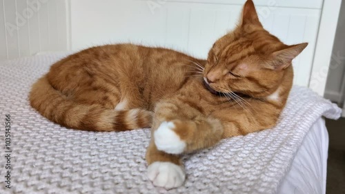 Ginger, tabby cat during cleaning process. Animal behavior picture: licking fur to keep it in good condition, Captured on white background  photo