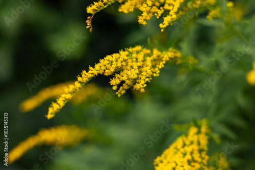 Blooming canadian goldenrod lat. Solidago canadensis on an autumn day