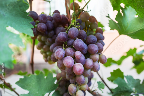 beautiful bunch of ripe blue grapes hanging on vineyard. ripe grapes ready for harvest at a vineyard.