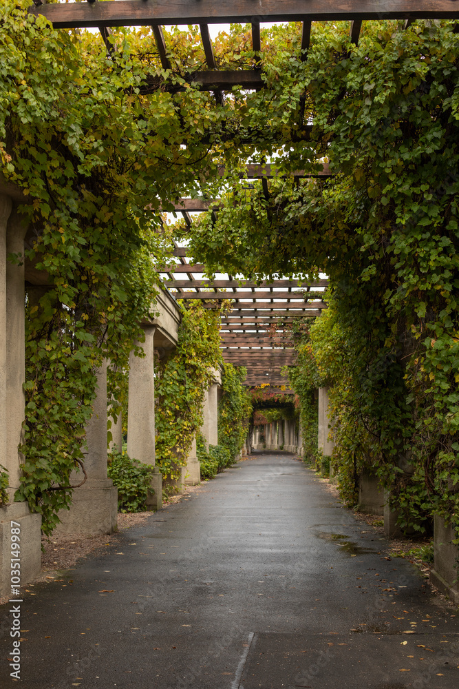 Autumn pergola-veranda with columns entwined with maiden grapes in the Italian style, autumn postcard, autumn in a city public park, autumn walk
