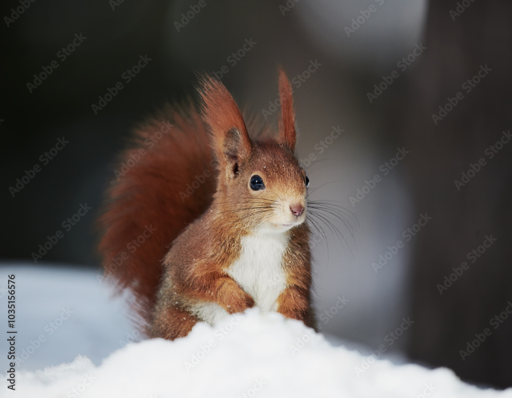 Red Squirrel Searching for Food in Snow Red Squirrel Searching for Food in Snow