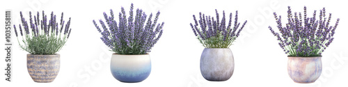 A collection of beautiful lavender plants in various decorative ceramic pots adding a touch of natural elegance and fragrance to any home These lavender arrangements can be used for home decor