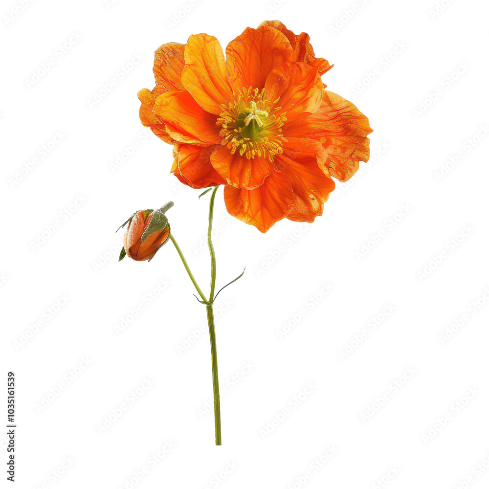 Vibrant orange flower with a bud, showcasing nature's beauty and bright colors, perfect for decoration or botanical themes. PNG transparent background. Vibrant orange flower with a bud, showcasing nature's beauty and bright colors, perfect for decoration or botanical themes. PNG transparent background.