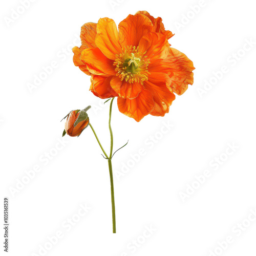 Vibrant orange flower with a bud, showcasing nature's beauty and bright colors, perfect for decoration or botanical themes. PNG transparent background.