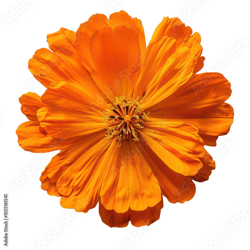 Vibrant orange flower close-up showcasing intricate petal details and a lively center, perfect for nature-themed projects. PNG transparent background. photo