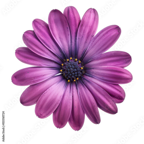 Vibrant purple flower with delicate petals and intricate detail, perfect for nature and floral enthusiasts. PNG transparent background.