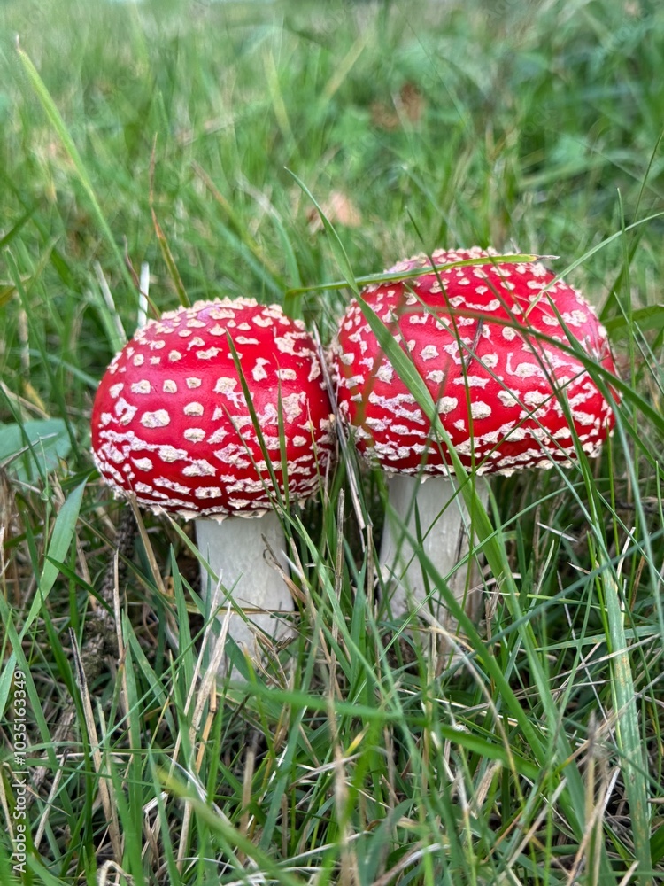 fly agaric in a meadow