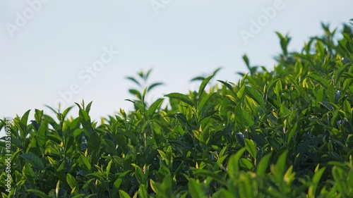 Green tea fields in Uji, Kyoto, Japan photo