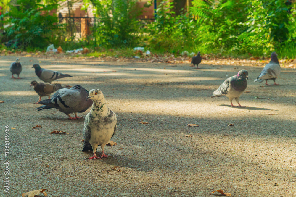 Pigeon looks at camera with his head turned to one side, standing on asphalt in yard while others look for food and eat. Concept of thinking about meaning of life by stepping away from routine Pigeon looks at camera with his head turned to one side, standing on asphalt in yard while others look for food and eat. Concept of thinking about meaning of life by stepping away from routine