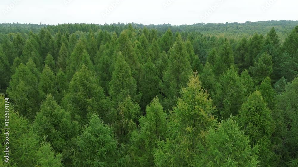 Green and yellow trees in vast forest Green and yellow trees in vast forest