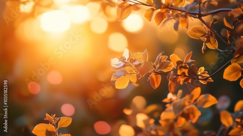 Sunset Through the Leaves