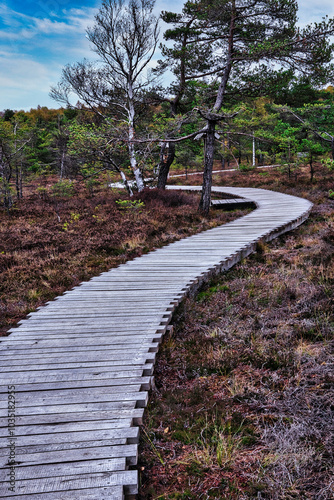 Holzweg im Naturpark photo