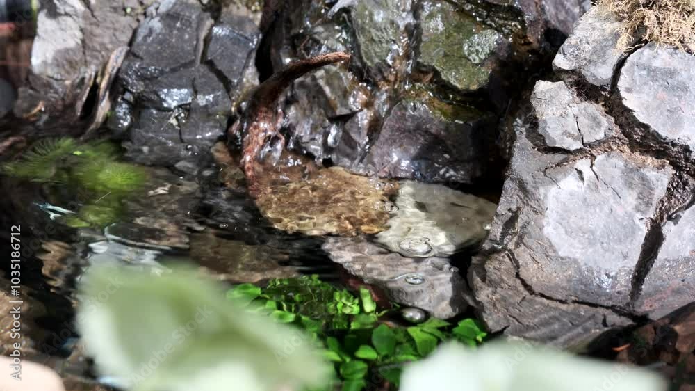 滝がある水槽の風景