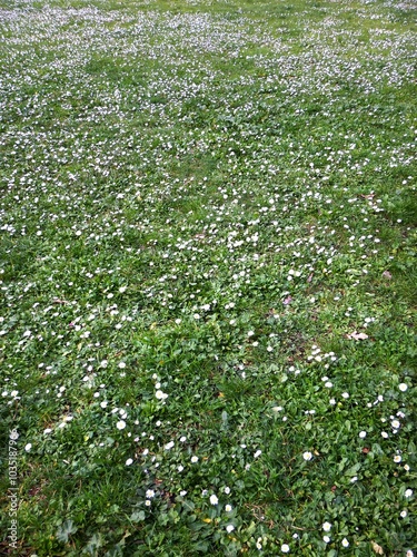 Details of grasses and small white flowers growing in a field. The grass and flowers fill the photo.