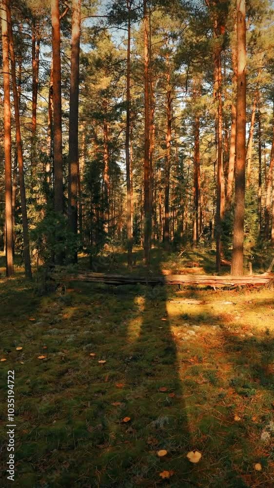 Sunset Trees Shadows Moving In Sunny Summer Coniferous Forest. Sunlight Sunrays Shine Through Woods In Forest Landscape. Time Lapse, Timelapse, Time-lapse Sunset Trees Shadows Moving In Sunny Summer Coniferous Forest. Sunlight Sunrays Shine Through Woods In Forest Landscape. Time Lapse, Timelapse, Time-lapse