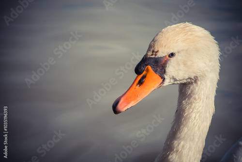 Close-up of a graceful swan with an orange beak against a blurred water background.