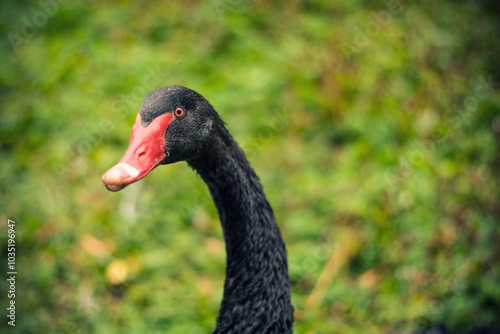 Close-up of a black swan with vibrant red beak on green grass background.