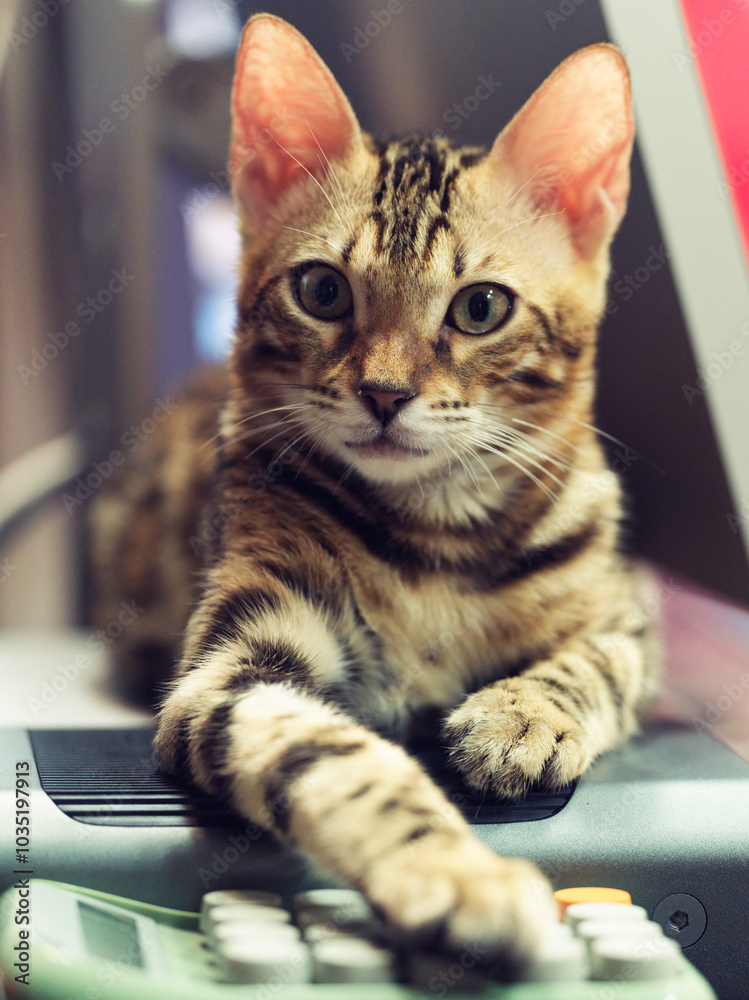 A little Bengal leopard cat lying on the ground to rest. Its name is Huahua, and it is a male leopard cat.
A little Bengal leopard cat lying on the ground to rest. Its name is Huahua, and it is a male leopard cat.