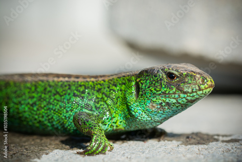 Close-up of a vibrant green lizard basking in the sun on a stone surface.