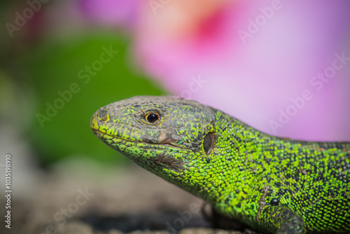 Close-up of a vibrant green lizard basking in the sun with a blurred pink background.