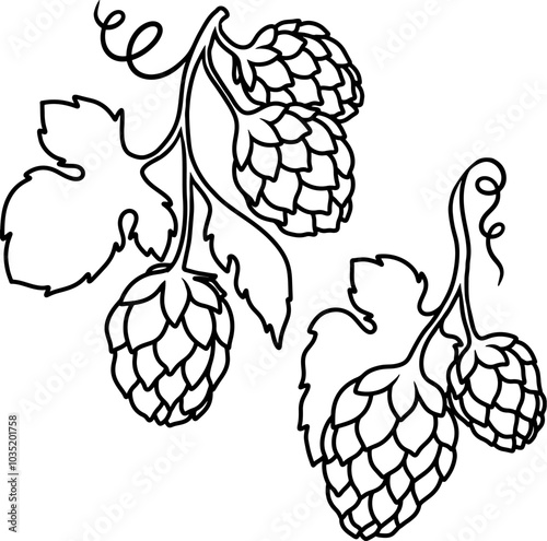 illustration of beer hop in engraving style. Design element for poster, label, sign, emblem, menu. Vector illustration