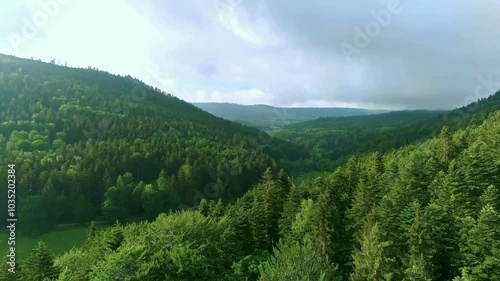 
Forest aerial view aerial, 4k Drone Shot