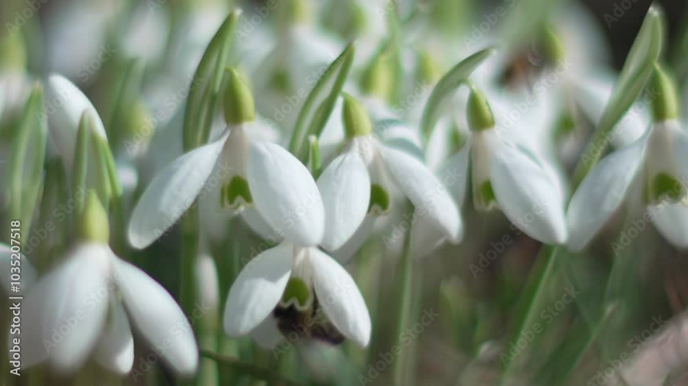 Bee pollinates snowdrop during early spring in forest. Snowdrops, flower, spring. Honey bee, Apis mellifera visiting first snowdrops on early spring, signaling end of winter. Slow motion, close up Bee pollinates snowdrop during early spring in forest. Snowdrops, flower, spring. Honey bee, Apis mellifera visiting first snowdrops on early spring, signaling end of winter. Slow motion, close up