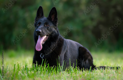 German shepherd dog lying on the grass in the garden with tongue out